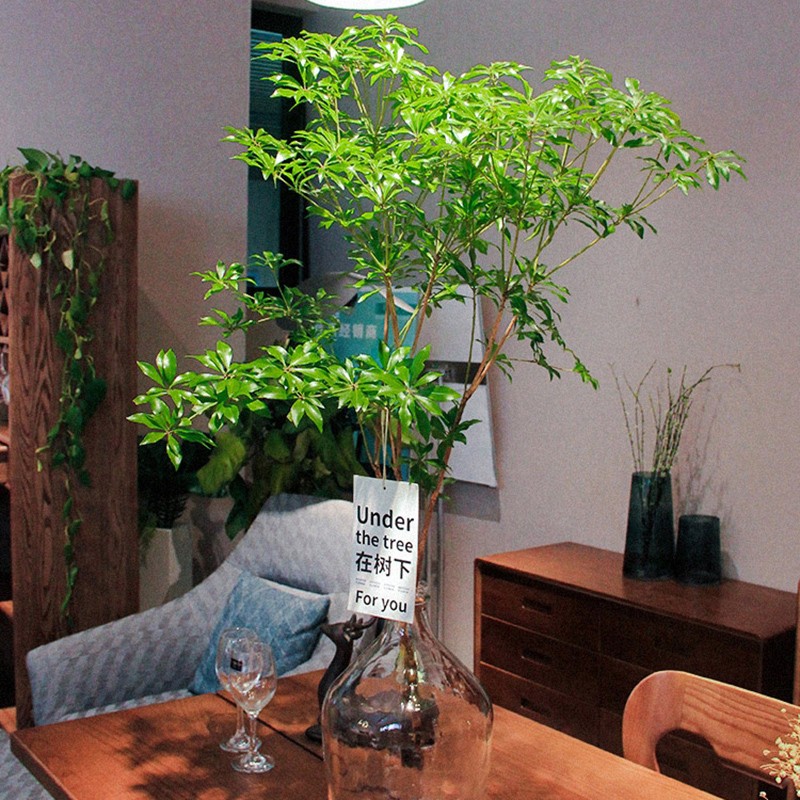 【马醉木进口】福袋 鲜切枝水培植物室内日系清新绿植客厅