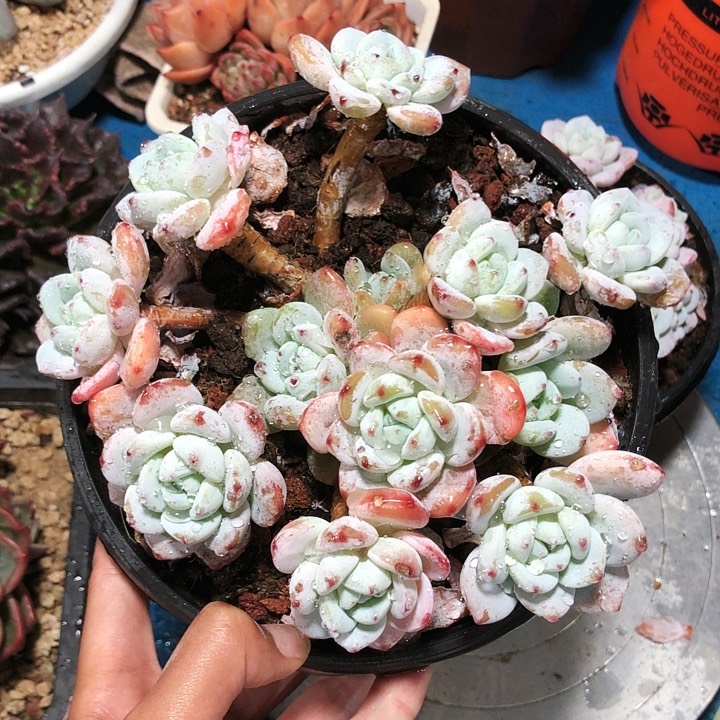 圆叶冷香多肉植物