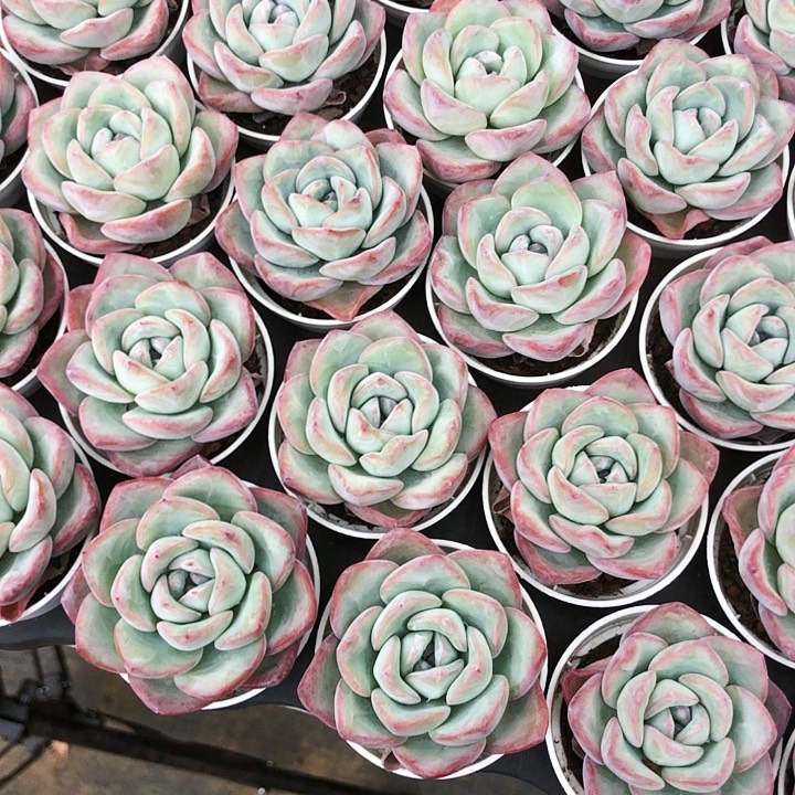 奶油泡芙小单头多肉植物