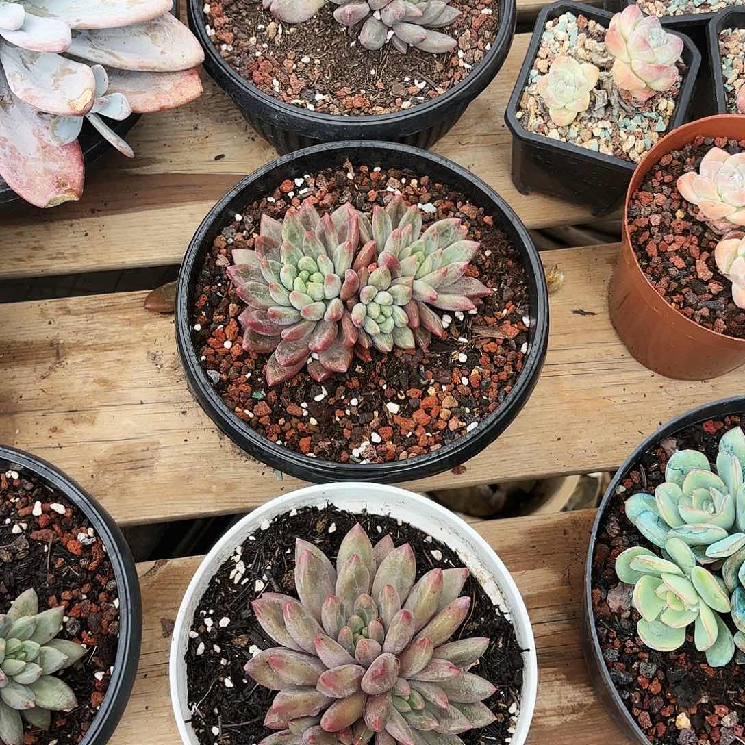 红蜻蜓群多肉植物
