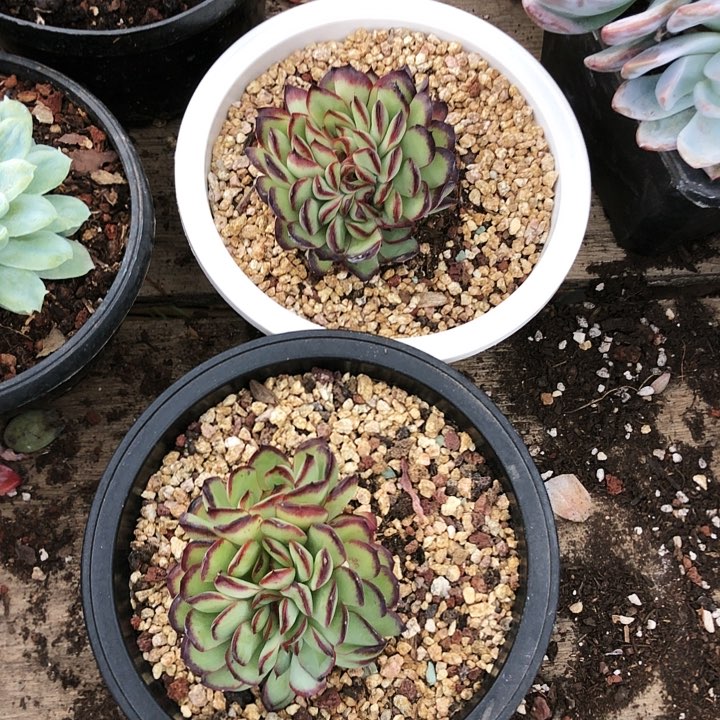 肉酱玫瑰缀化多肉植物