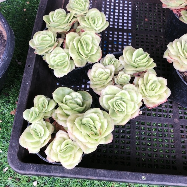 冰玫瑰锦多肉植物