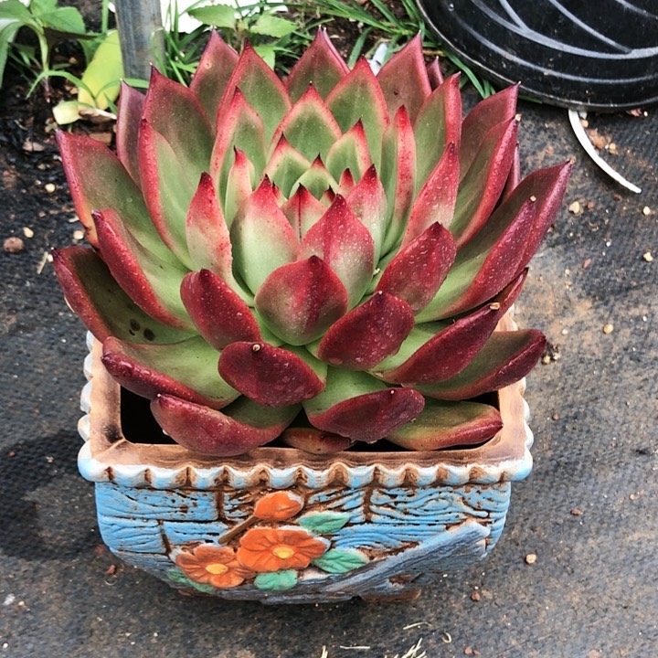 红钻单头多肉植物