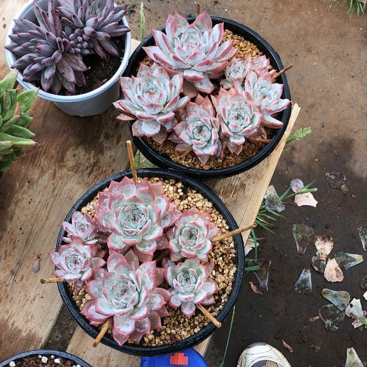 粉蓝鸟群多肉植物