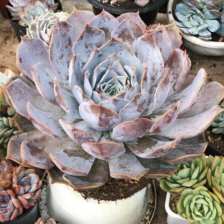 露西那大单头多肉植物