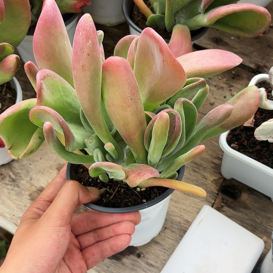 火狐狸大群多肉植物