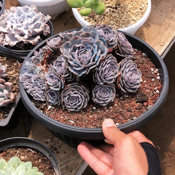 ～**～天赐缀化老桩多肉植物