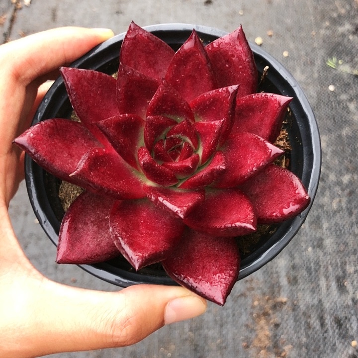 红卡单头多肉植物