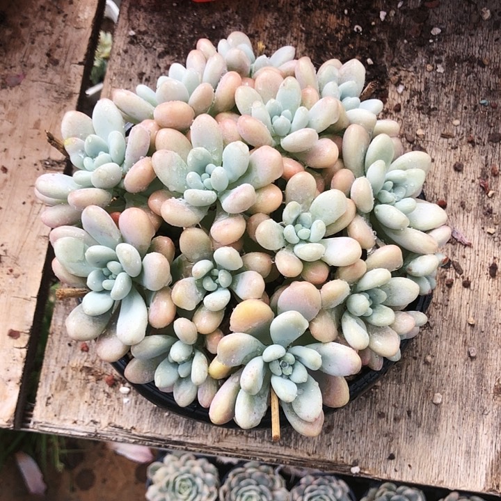 香水洛神大群平头多肉植物