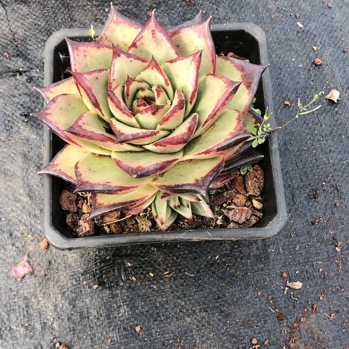 用**义黑魔王单多肉植物