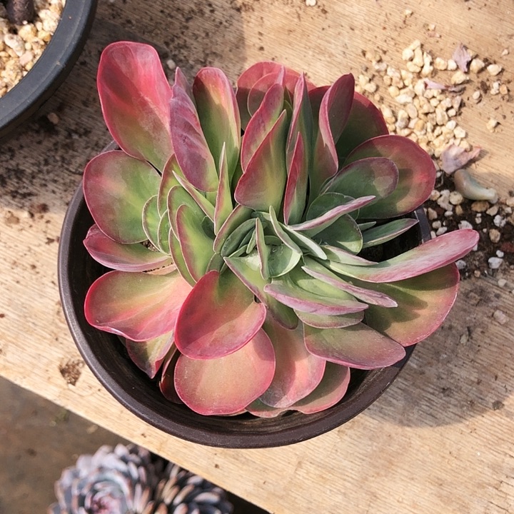 唐印玫瑰缀化锦多肉植物