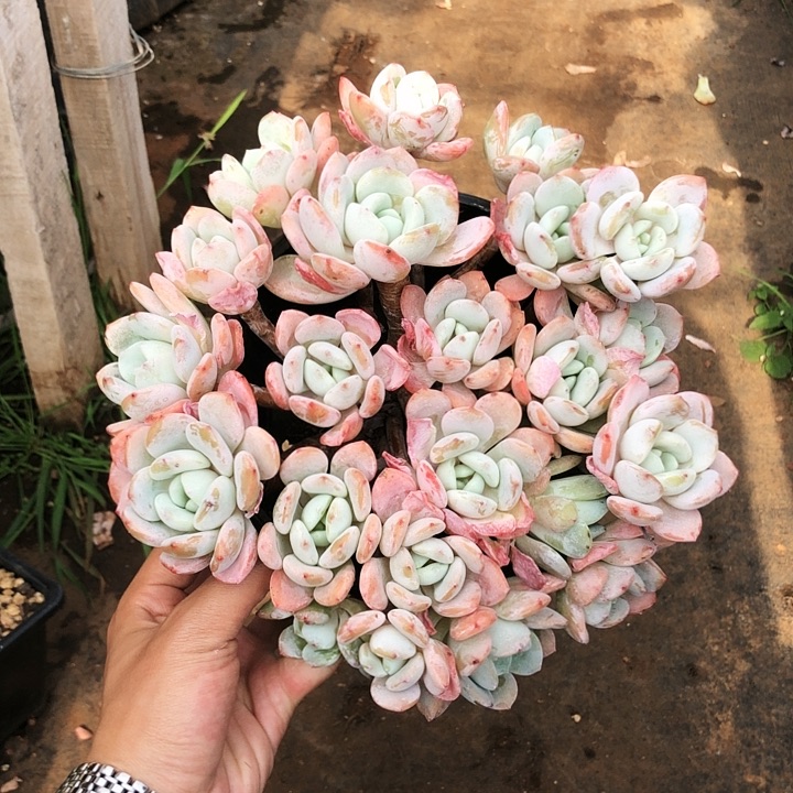 冷香大群老桩多肉植物