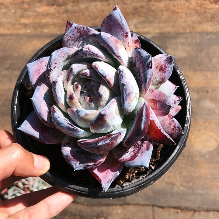 黑卡双头多肉植物