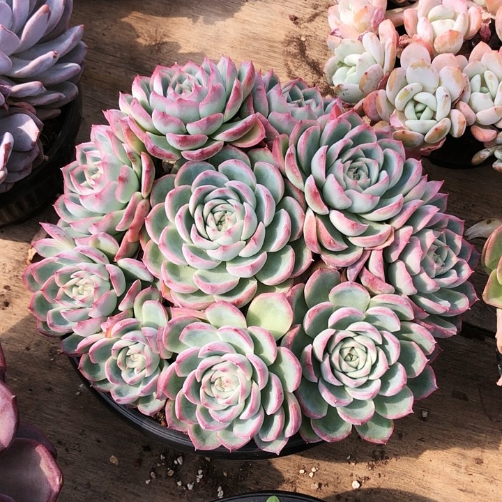 侧影大捧花多肉植物