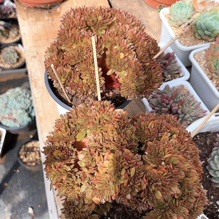 糖果缀化多肉植物