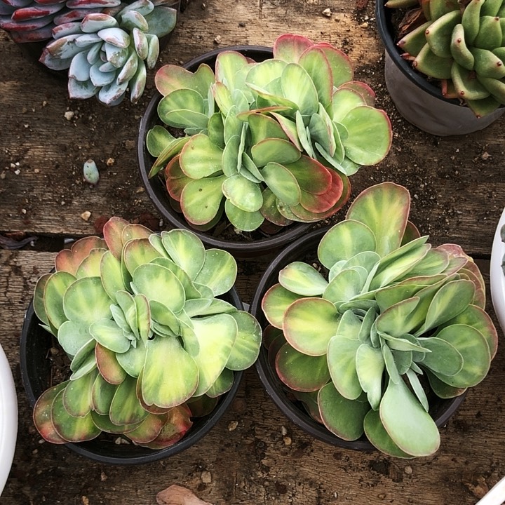 唐印玫瑰缀化锦多肉植物