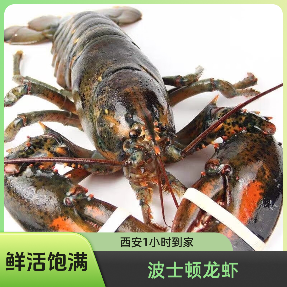 【鲜活龙虾★西安1小时到家】鲜活龙虾方欣大美外卖波士顿海鲜