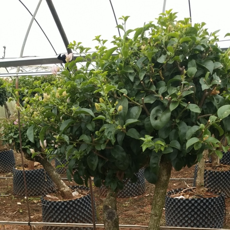 云南原杨园艺雪紫三角梅花卉基地直发