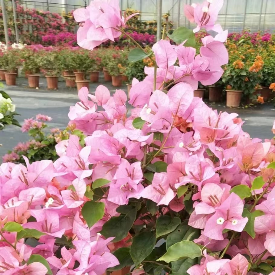 云南原杨园艺红粉佳人三角梅花卉基地直发