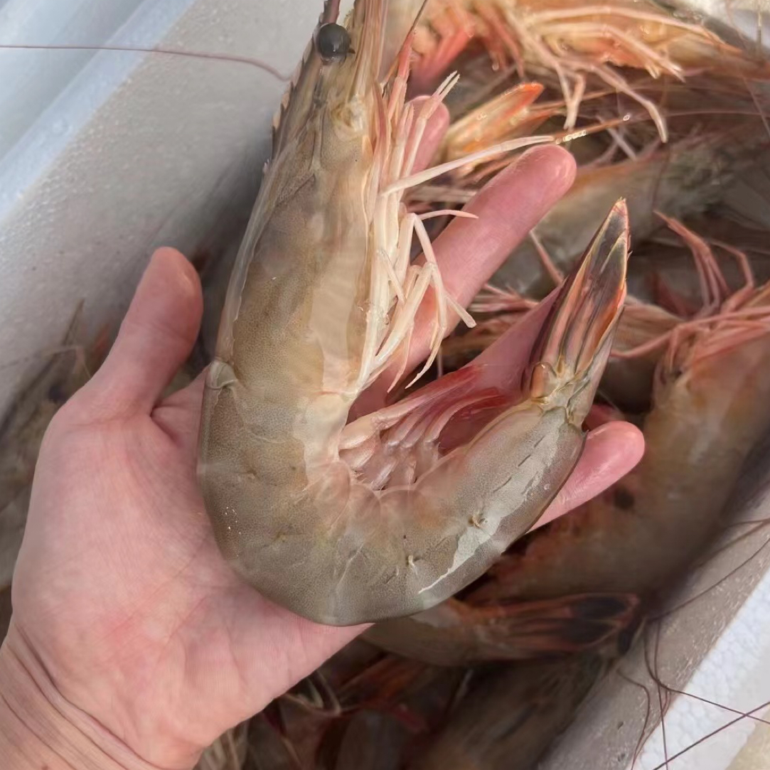 6头左右秋季渤海湾对虾】野生青头虾 纯野生0添加秋天第一口鲜