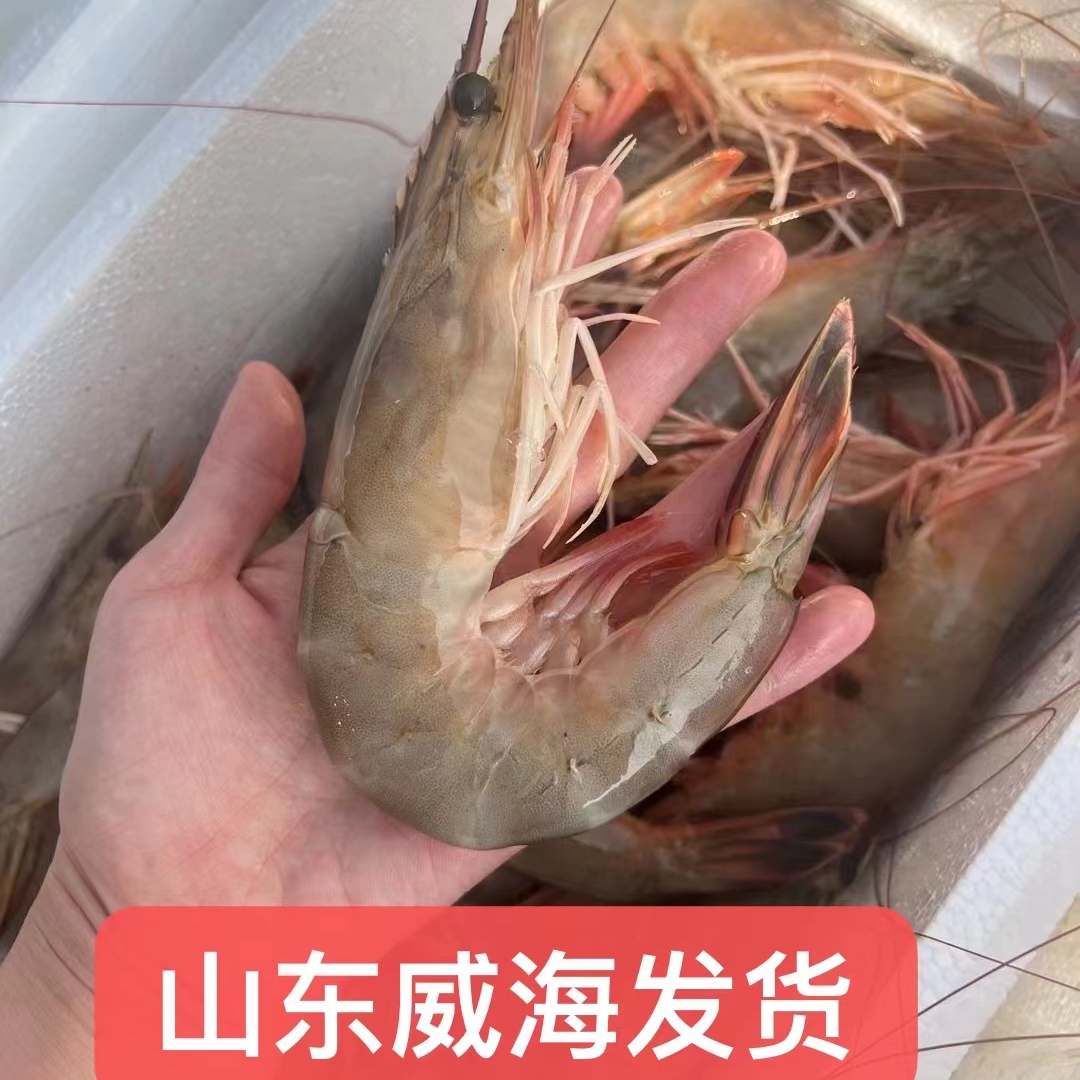 （6头春虾）山东威海本地黄渤海湾野生对虾顺丰包邮满膏满籽