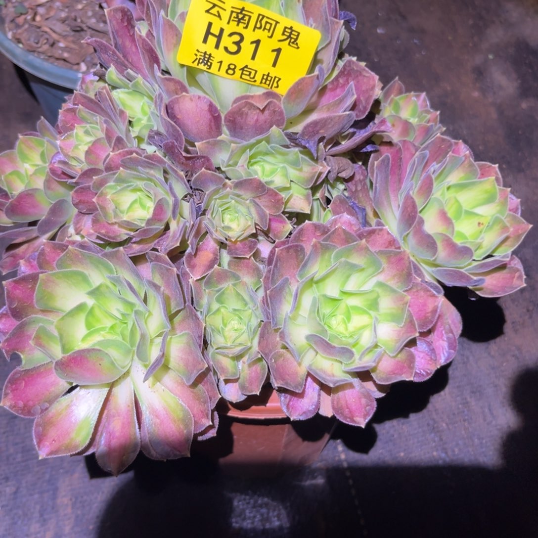 韶华311多肉植物不包断枝