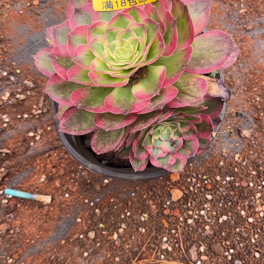 海王148多肉植物