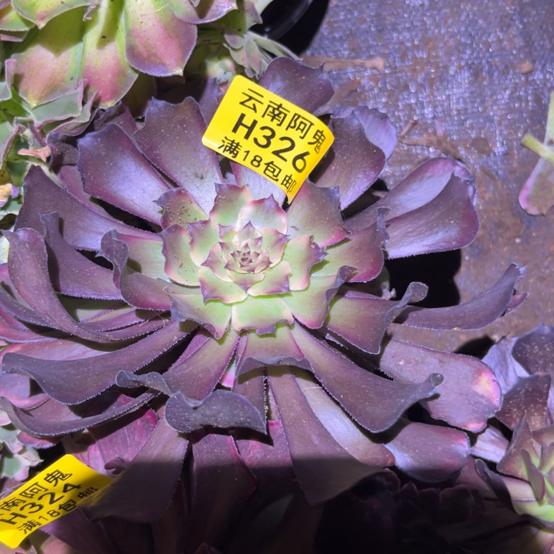不认识不包断枝326多肉植物