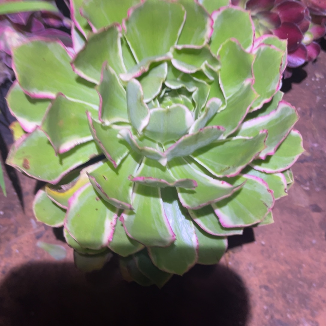 绿玫瑰941多肉植物