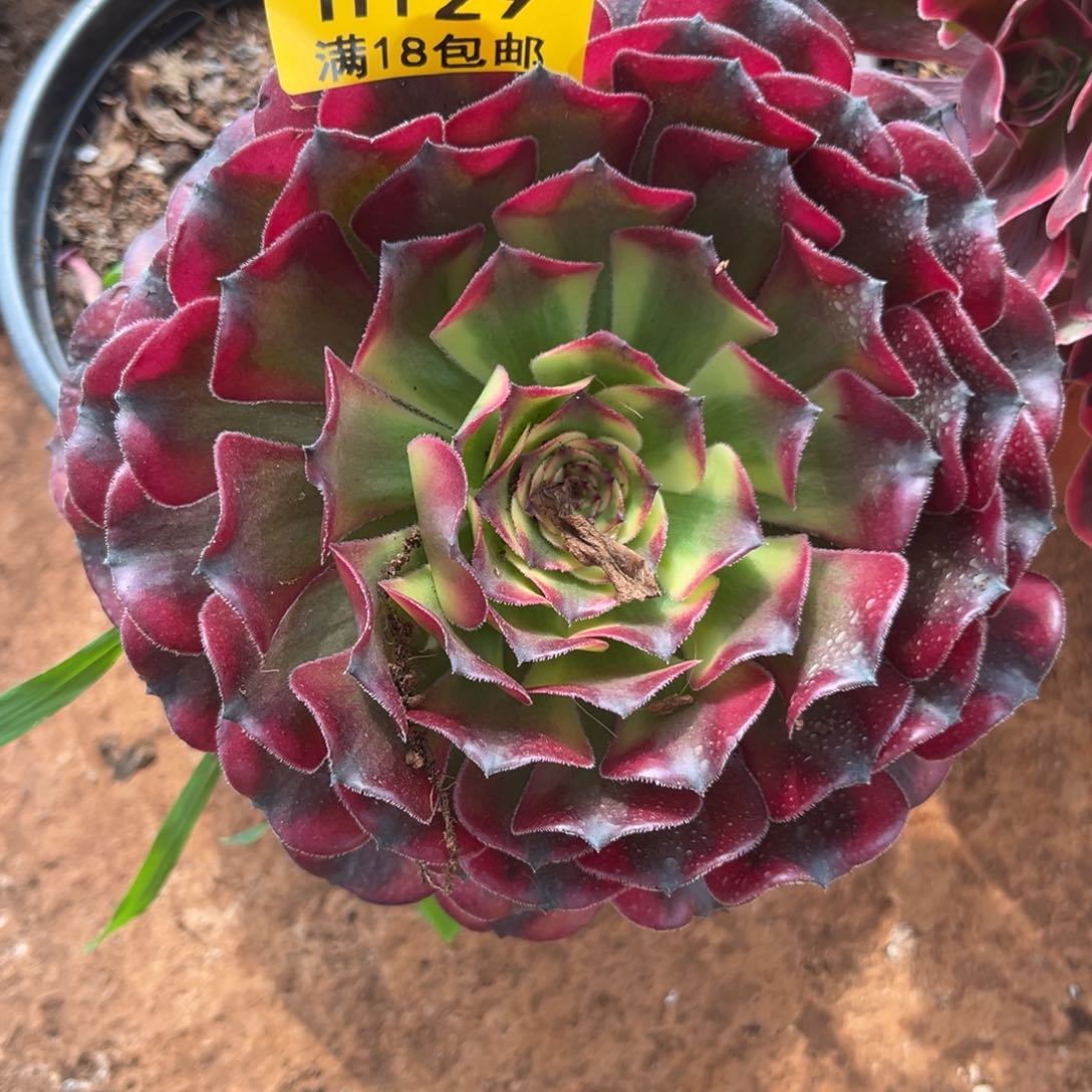 红铜129多肉植物
