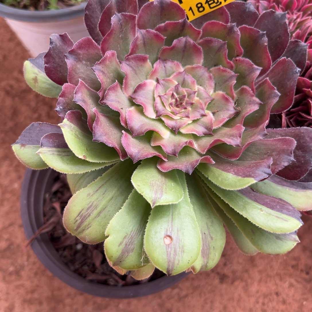 花脸粉黛120多肉植物