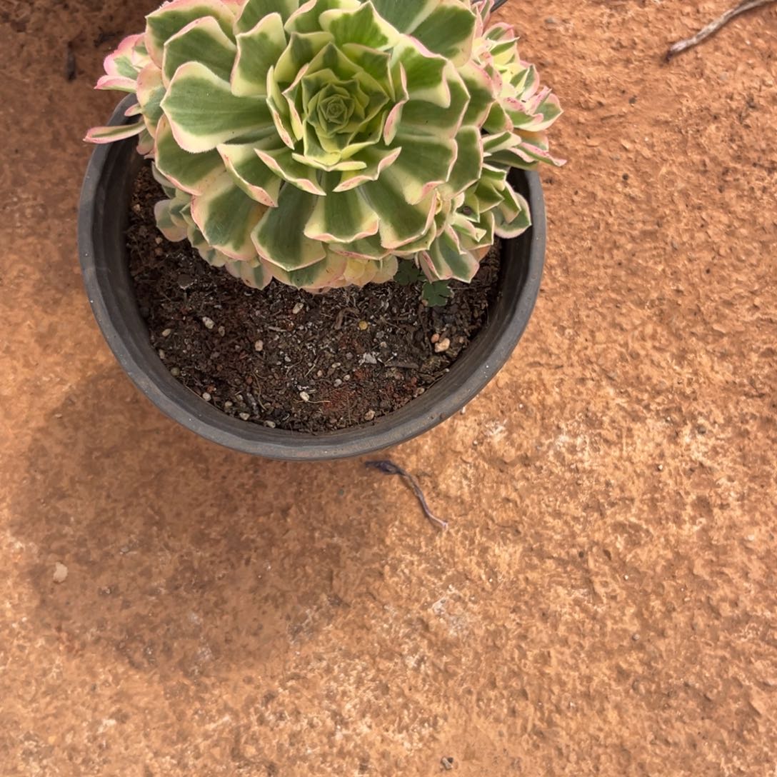 不认识128多肉植物