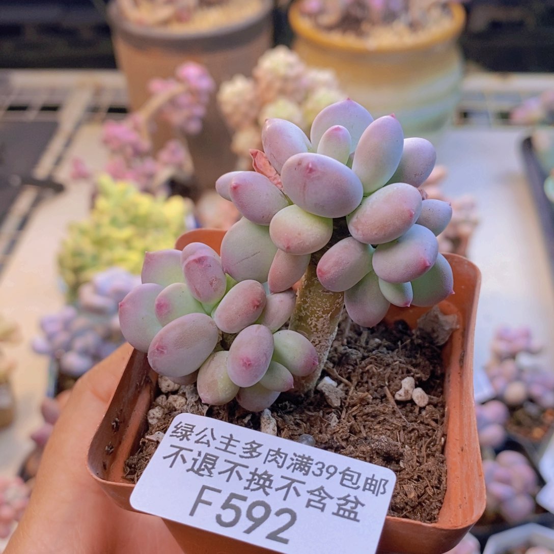 592苹果奶四代多肉5cm