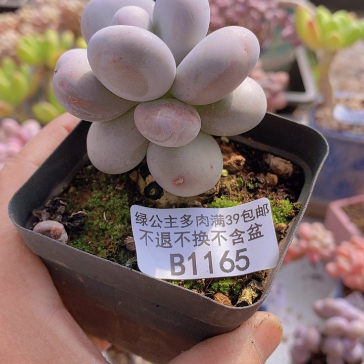 韩版有砍橙奶1165多肉植物