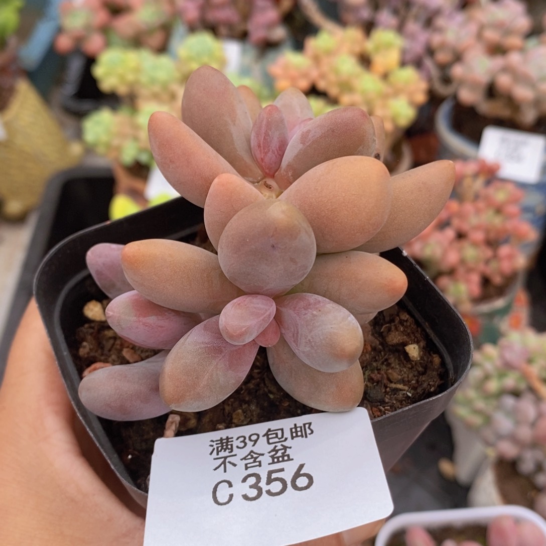 糖果美人有砍5cm356多肉植物