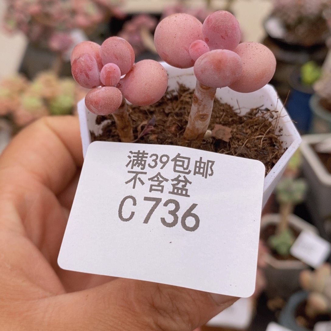 糖果桃蛋4cm736多肉植物