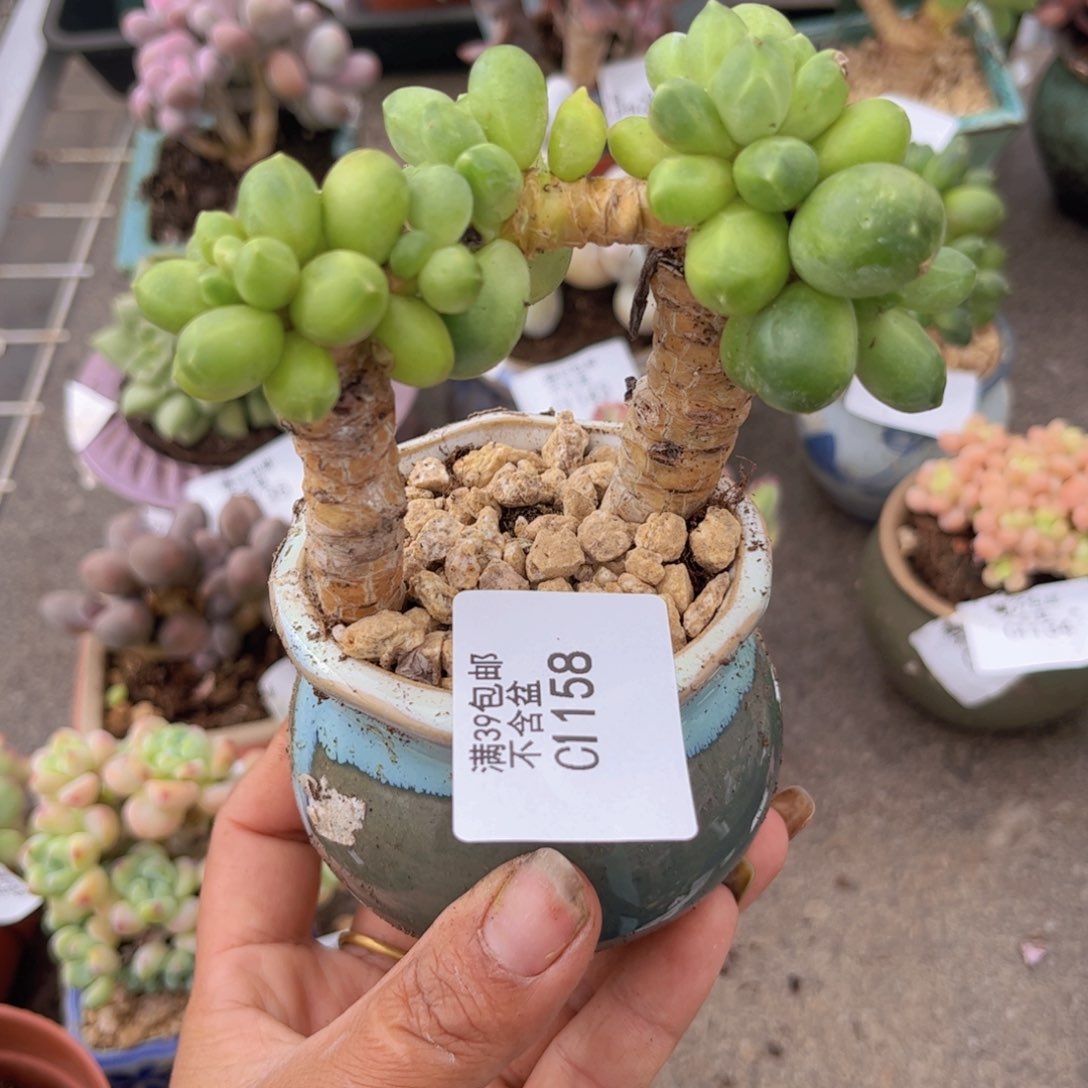 香蕉树1158/8cm多肉
