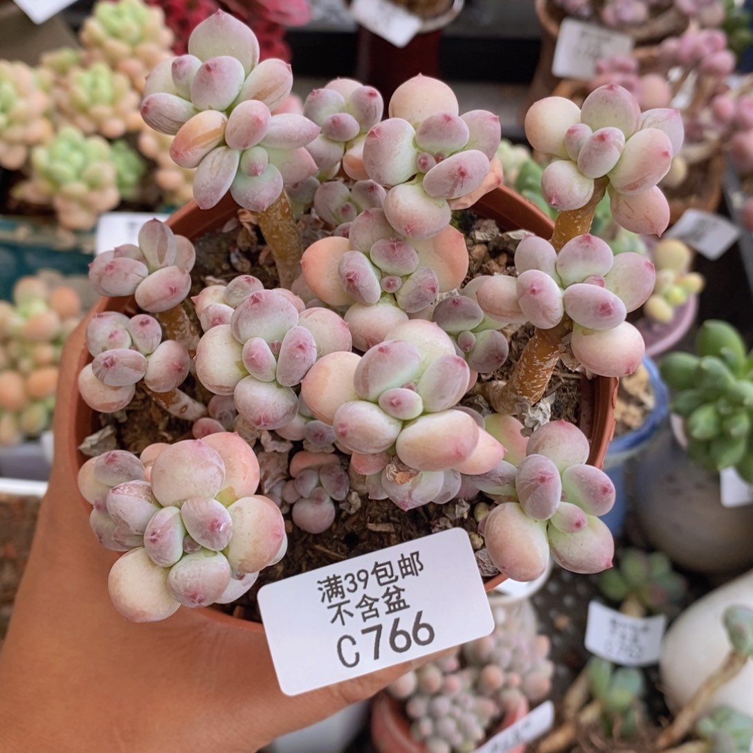 四代苹果奶sp766多肉植物