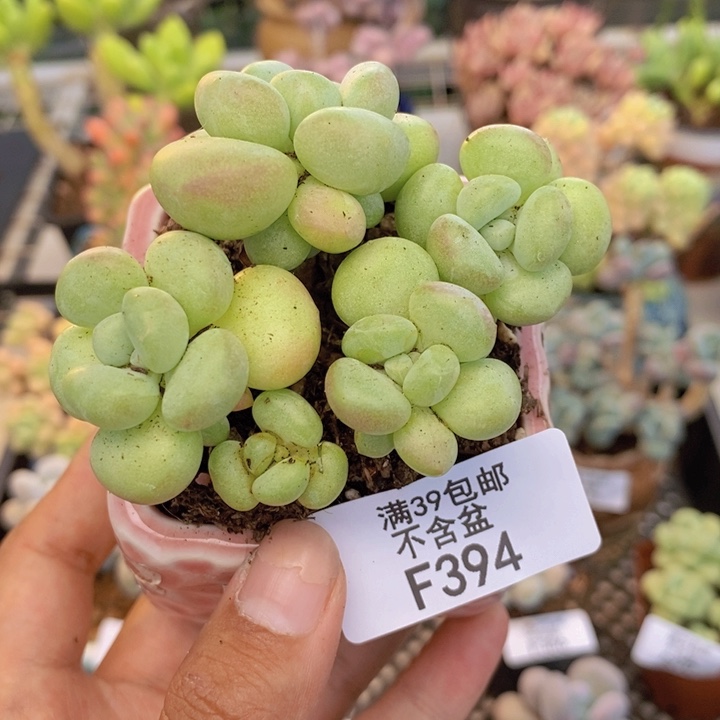 394泡泡糖多肉6cm