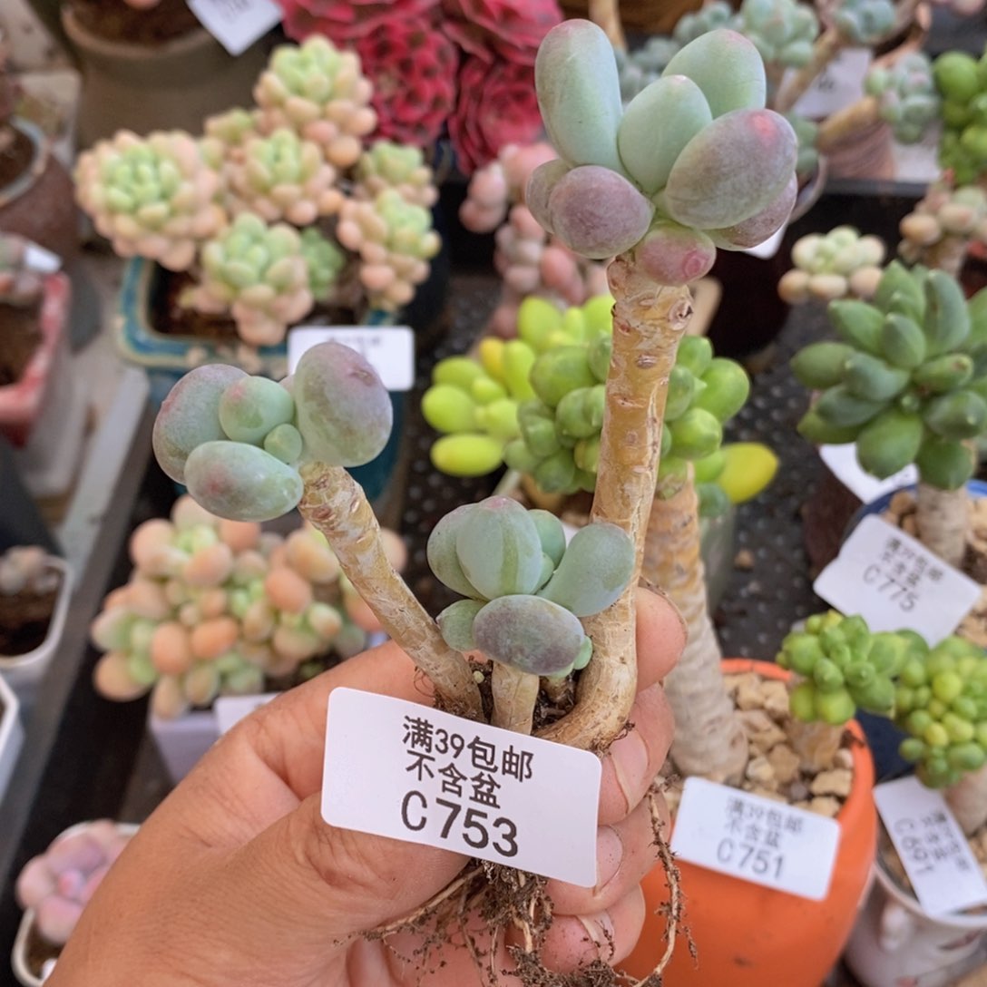苹果奶老桩753多肉植物