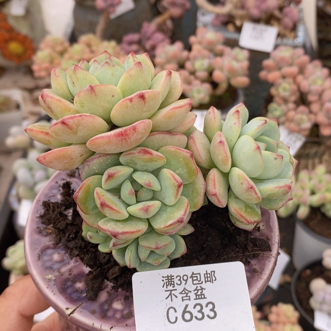 香草8cm633多肉植物