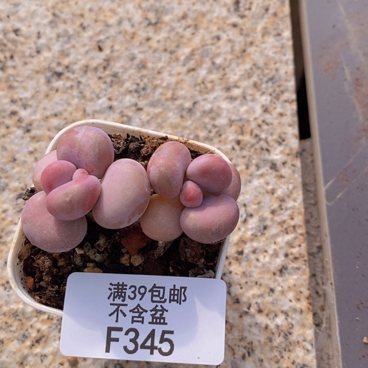 345腰子桃蛋多肉4cm