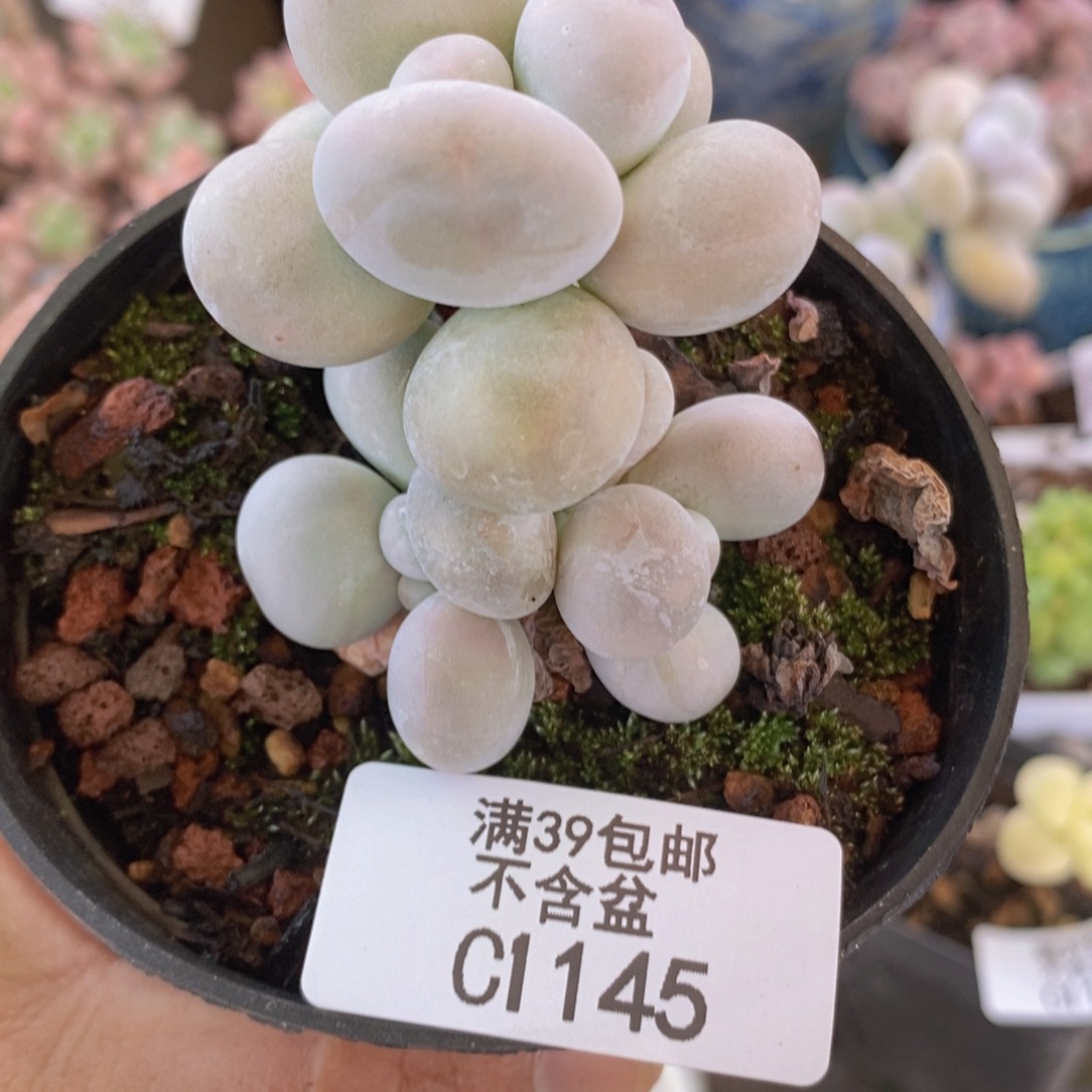 芭比奶洛5cm1145多肉植物