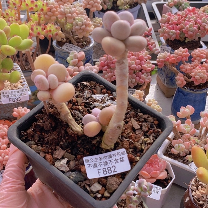 蛋黄奶老桩882多肉植物