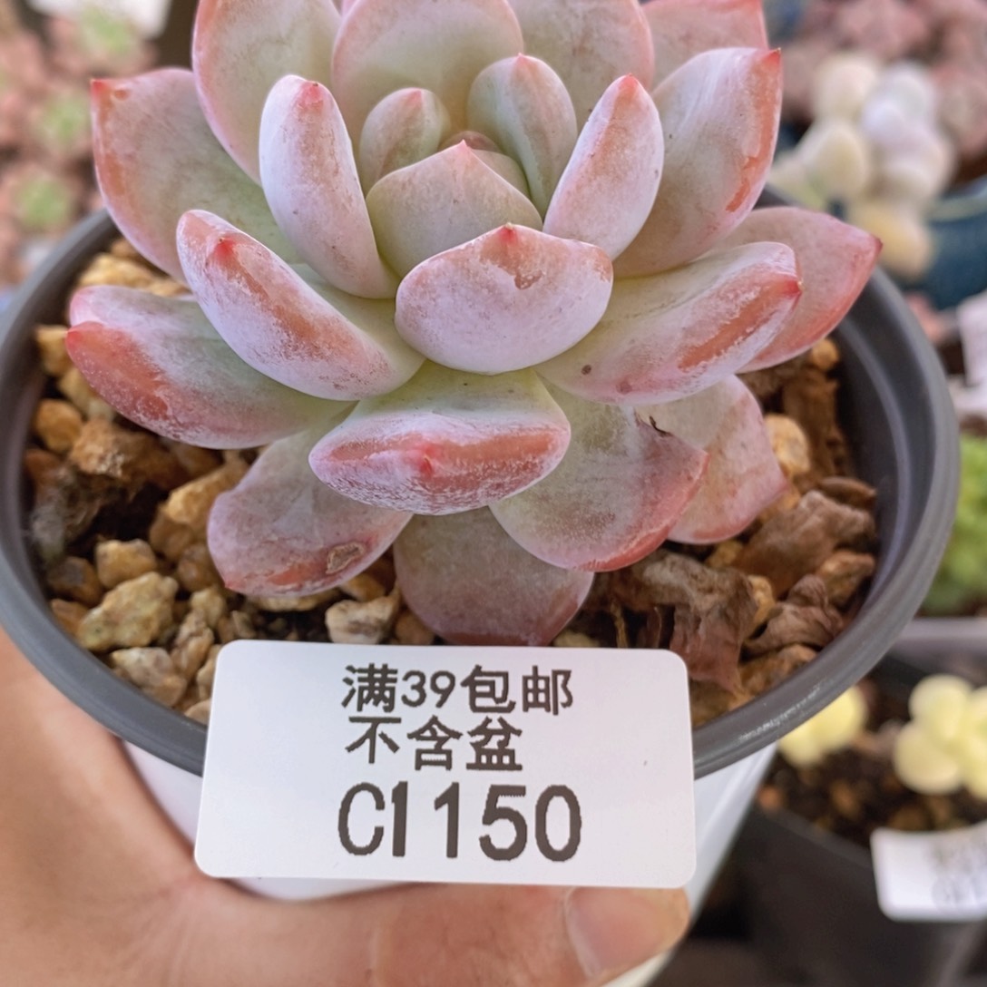 橙梦露6cm1150多肉植物