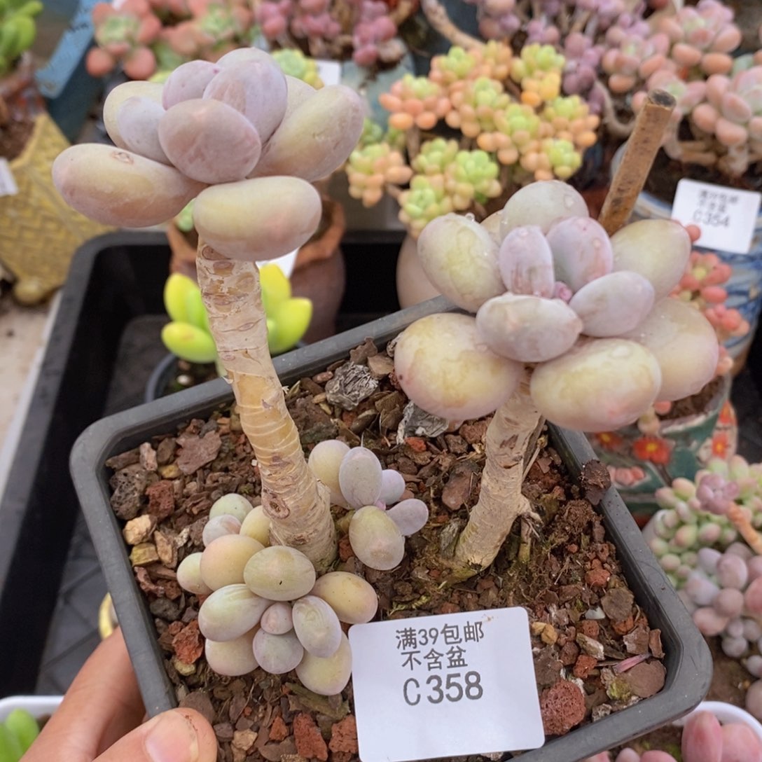 蛋黄奶老桩358多肉植物