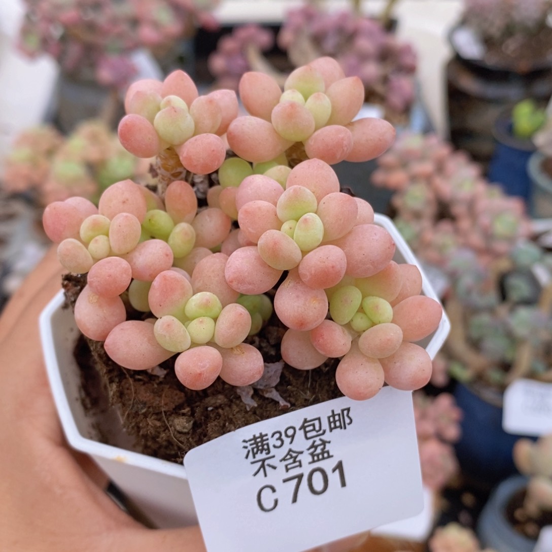 鱼子酱5cm701多肉植物