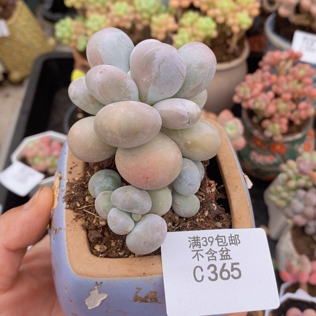 橙奶5cm365多肉植物