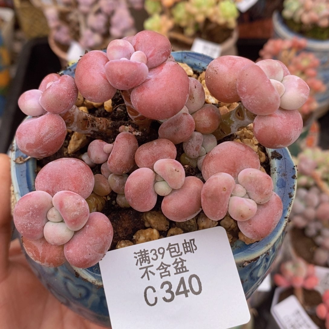 腰子桃蛋9cm340多肉植物