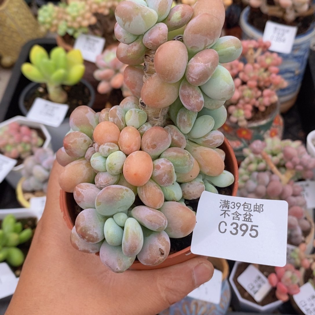 香水洛神老桩8cm395多肉